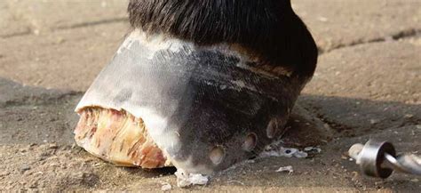 Magic pad shoeless equine